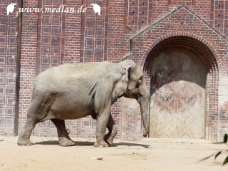 Zoo Leipzig: Elefant